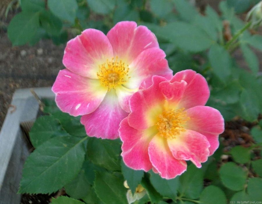 900x703 Watercolors Home Shrub Rose. Bred By Tom Carruth (United - Watercolor Home Run Rose