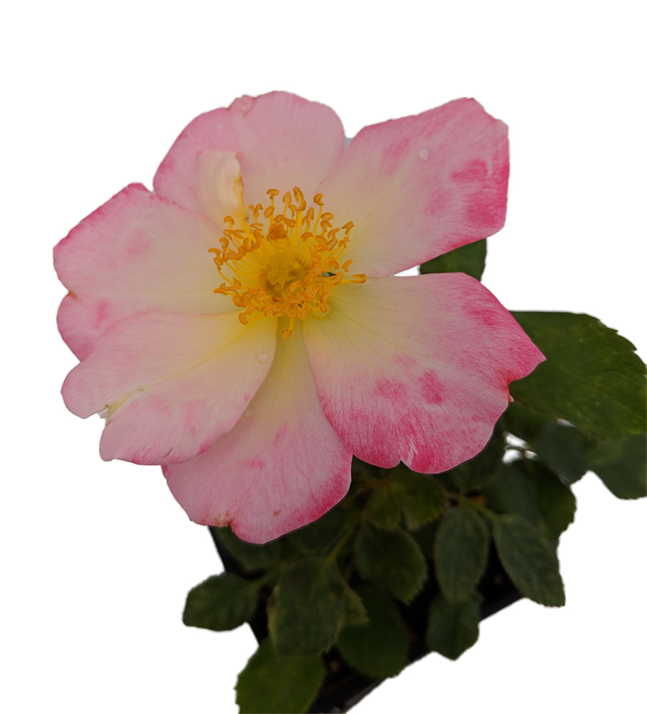 906x1000 Watercolors Home Rose Bush - Watercolor Home Run Rose