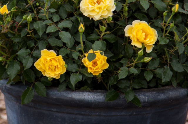 640x425 Easy Elegance Roses - Watercolor Home Run Rose