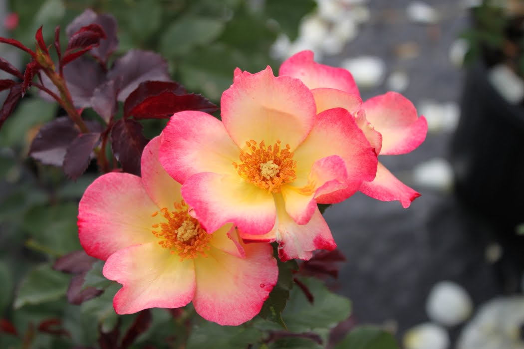 1050x700 Shrub Roses Laidback Gardener - Watercolor Home Run Rose