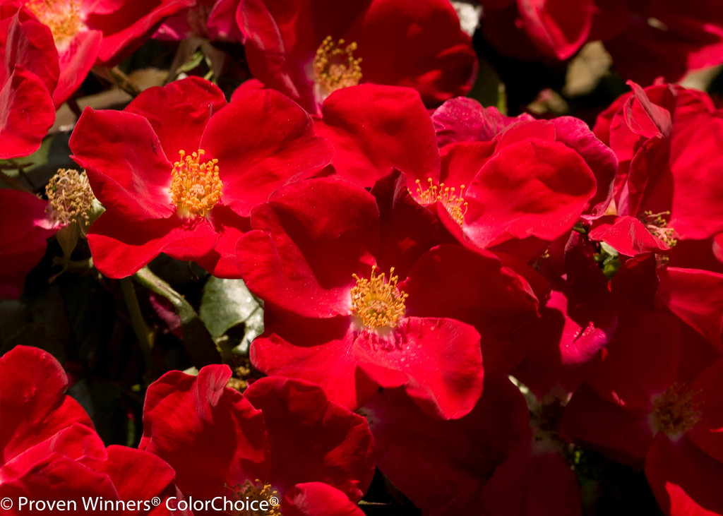 1024x731 Home - Watercolor Home Run Rose