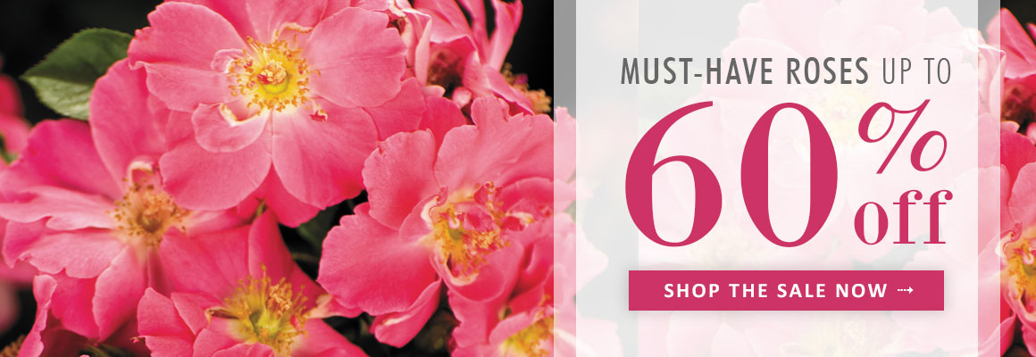 1160x400 Jackson Amp Perkins Live Rose Plants, Perennials, Gift Plants - Watercolor Home Run Rose