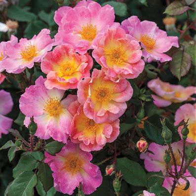 397x397 Rainbow Butterfly Bush Gardening Butterfly Bush - Watercolor Home Run Rose