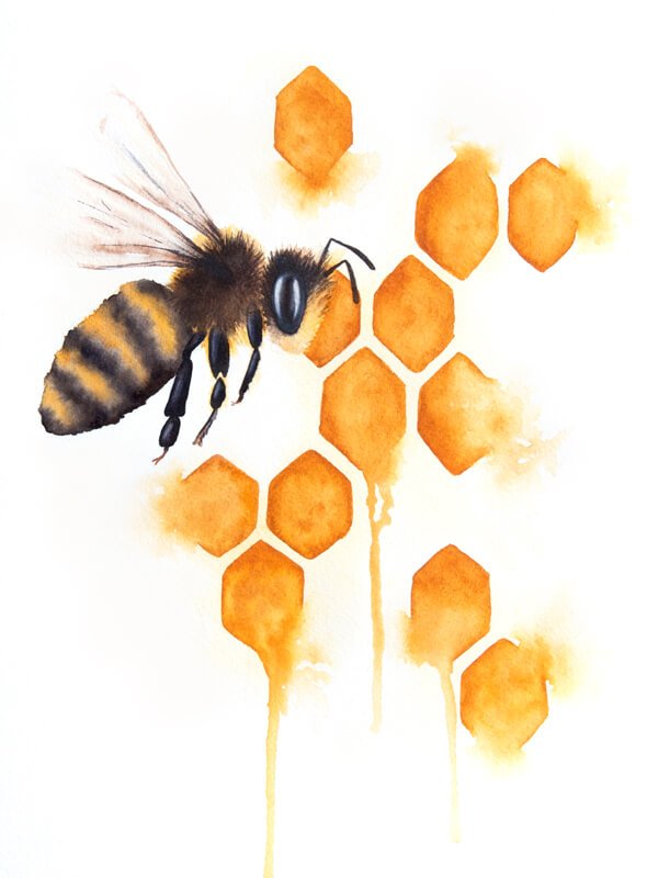 600x800 ~ Honey Bee - Watercolor Honey Bee