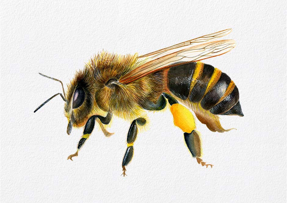 940x665 Honey Bee Apis Mellifera Watercolour Artwork By Alison Langridge - Watercolor Honey Bee