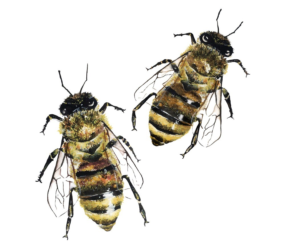 1000x886 Watercolor Honey Bee By Tatianart Redbubble - Watercolor Honey Bee