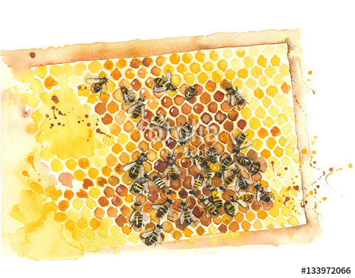 500x392 Honeycomb With Bees Watercolor Painting Illustration Isolated On - Watercolor Honeycomb