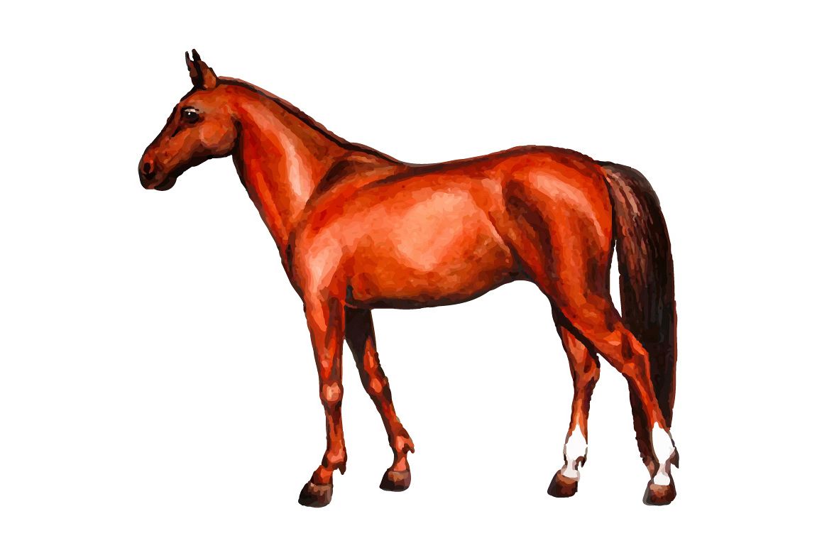 1158x772 Watercolor English Horse Vector - Watercolor Horse