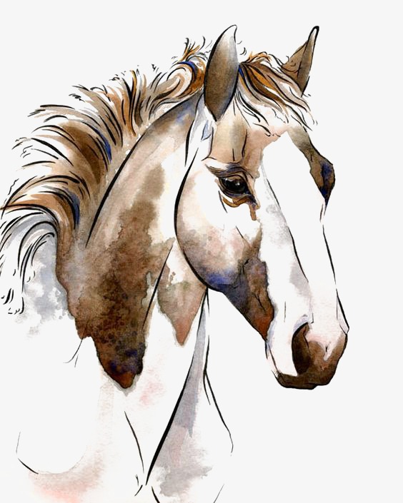 564x705 Horse, Horse Clipart, Horse Head, Watercolor Horse Png Image And - Watercolor Horse Head