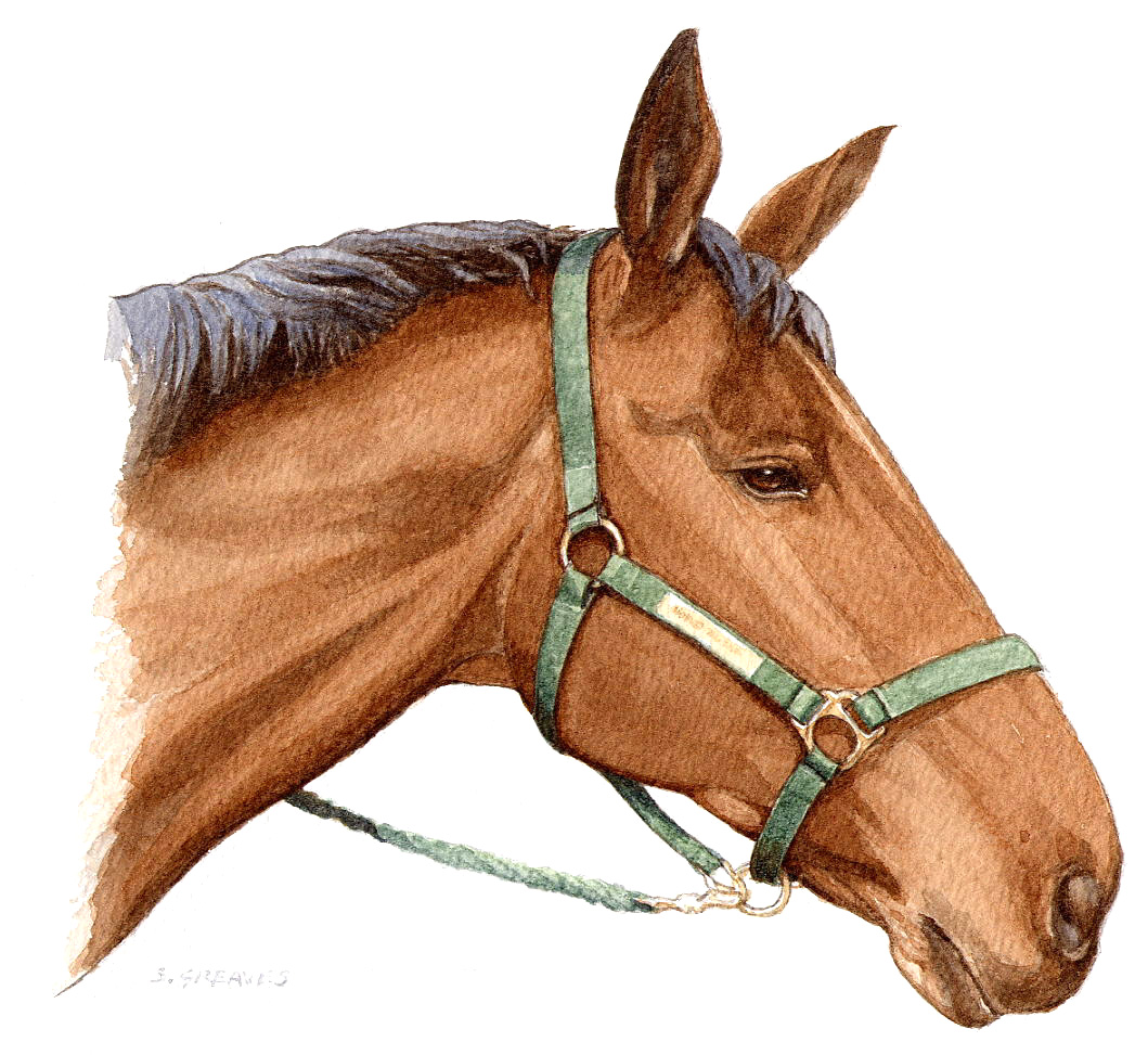 1059x973 Horse Portrait Watercolour Painting - Watercolor Horse Head