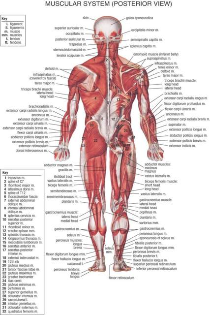 Woman Anatomy Chart