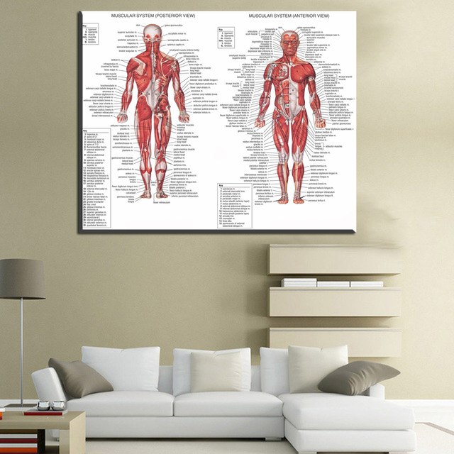 640x640 Online Shop Xdr608 Human Body Anatomical Chart Muscular System - Watercolor Human Body
