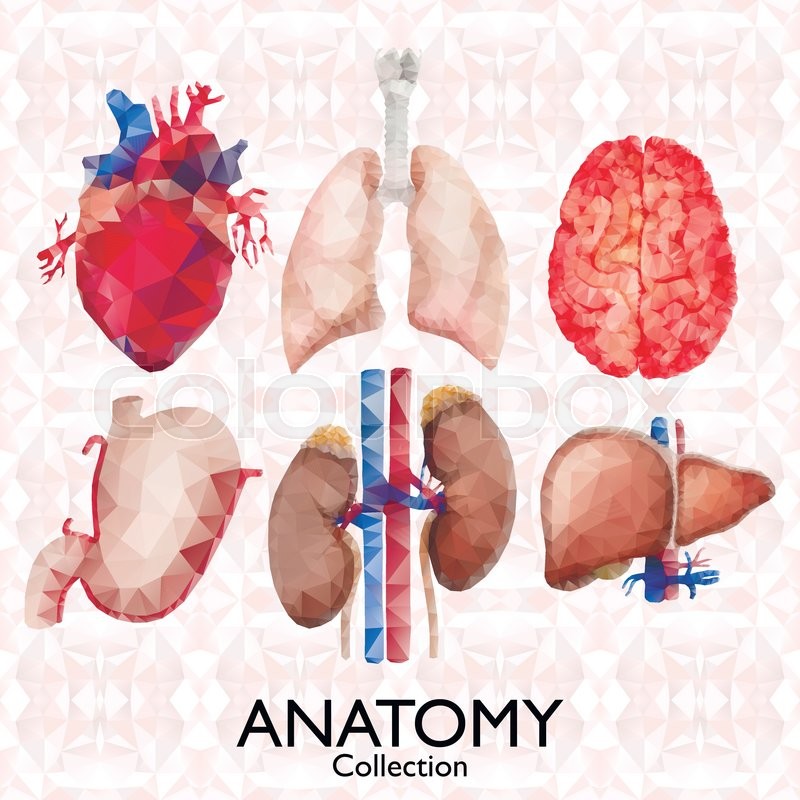 800x800 Watercolor Anatomy Collection - Watercolor Human Body