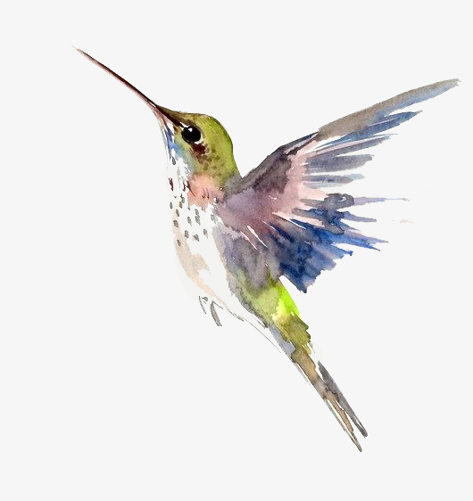 530x562 Cartoon Watermark Hummingbird, Cartoon Clipart, Hummingbird - Watercolor Hummingbird