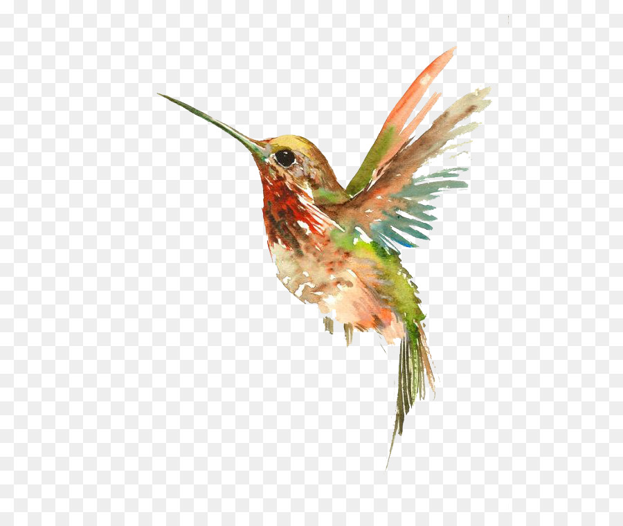 900x760 Hummingbird Watercolor Painting Tattoo - Watercolor Hummingbird Tattoo