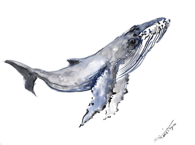 800x595 Humpback Whale, Original Watercolor Painting, 9 X 12 In, Sea World - Watercolor Humpback Whale