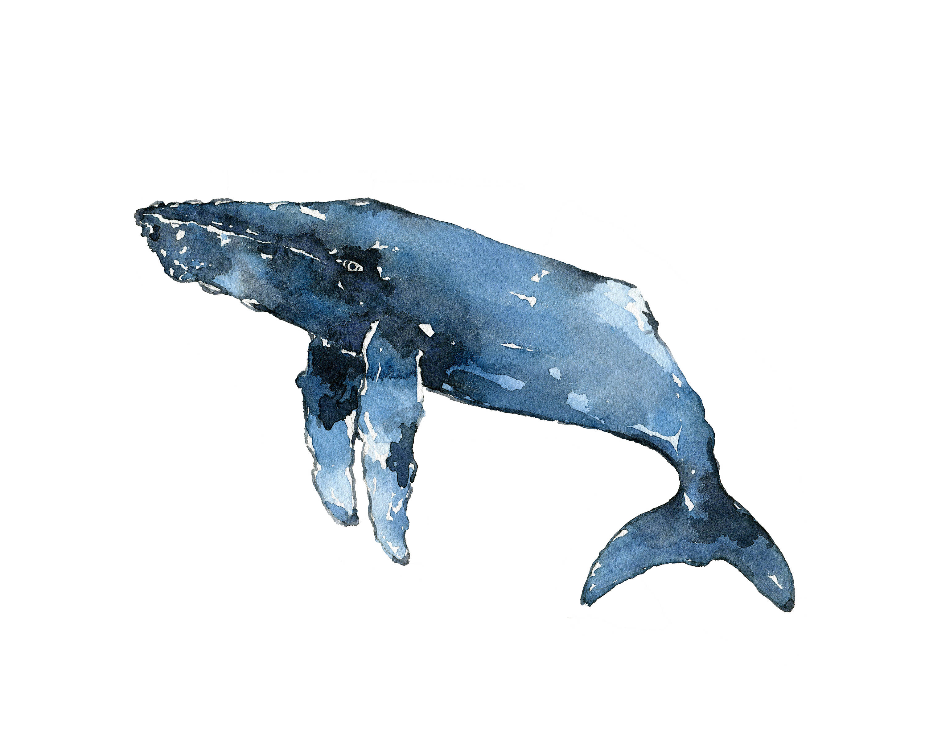 3000x2400 Humpback Whale 101 Blue Print Watercolor Whale Art Whales Decor - Watercolor Humpback Whale