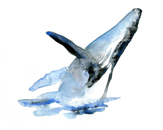 570x457 Humpback Whale Watercolor - Watercolor Humpback Whale
