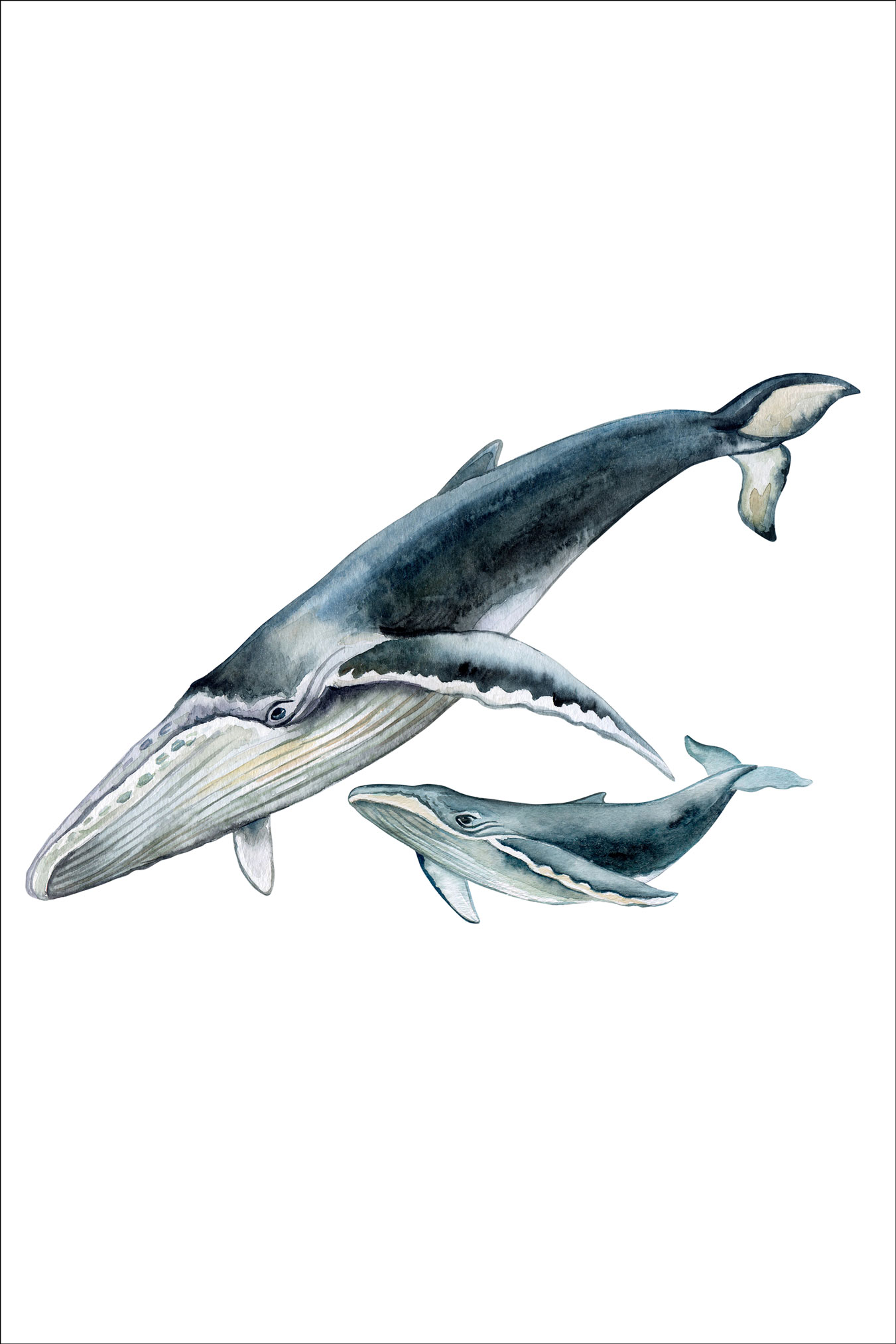 1351x2026 Humpback Whale With Baby Ocean Watercolor Art Print Wall Decor - Watercolor Humpback Whale