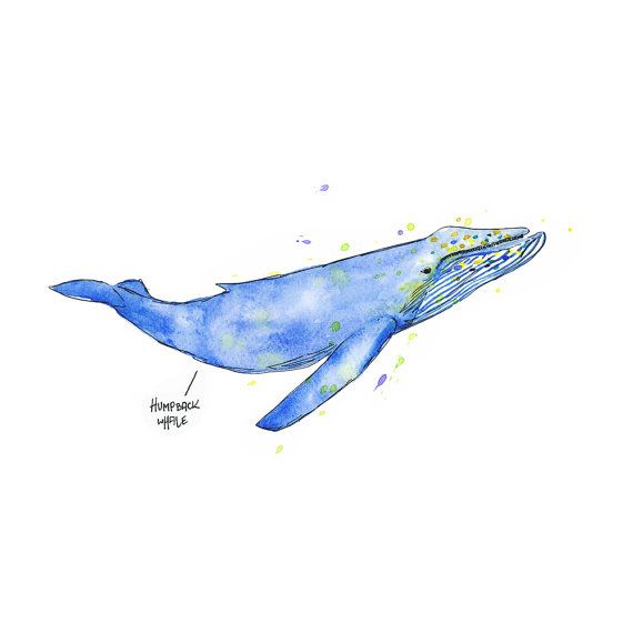570x570 Humpback Whale Watercolor Painting, Whale Illustration Digital - Watercolor Humpback Whale