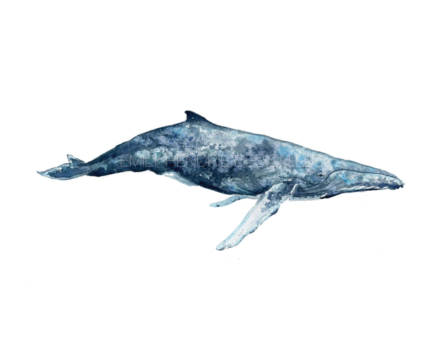 Watercolor Humpback Whale At PaintingValley.com | Explore Collection Of ...