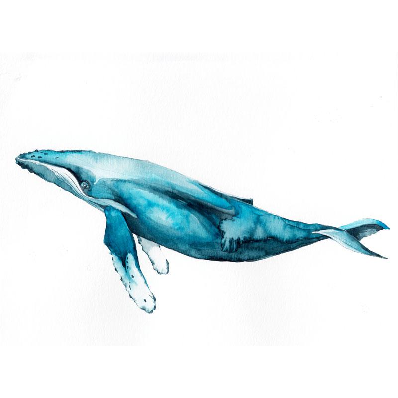 800x800 Blue Humpback Whale Watercolor Paint Kit - Watercolor Humpback Whale