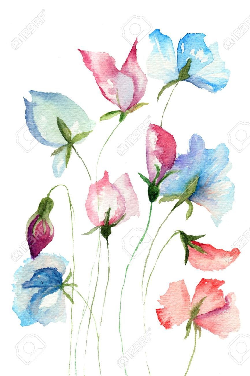 866x1300 Sweet Pea Flowers, Watercolor Illustration Watercolour Painting - Watercolor Illustration