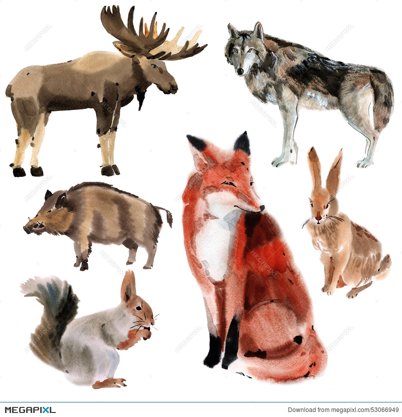 800x830 Set Of Forest Animals. Watercolor Illustration In White Background - Watercolor Illustration Animals