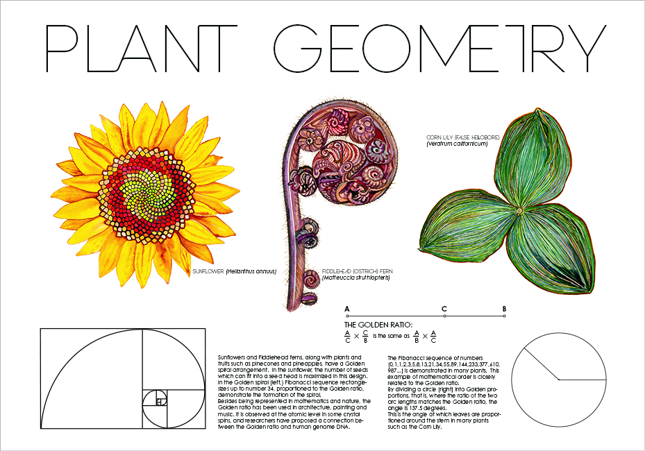 929x650 Science Illustration Tanya Young - Watercolor In Adobe Illustrator