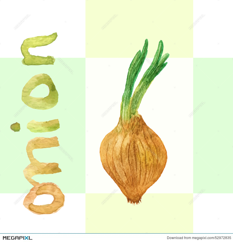 800x830 Watercolor Onion. Vector Onion. Hand Drawn Watercolor Painting - Watercolor Ingredients