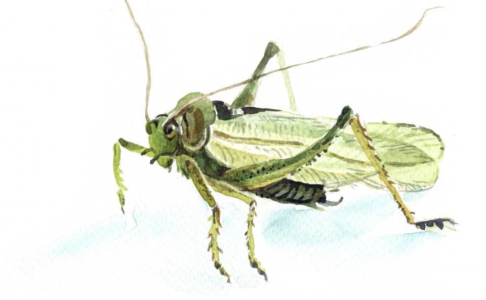 960x593 Insects Potential Food Source And Response To Climate Change Uu - Watercolor Insects