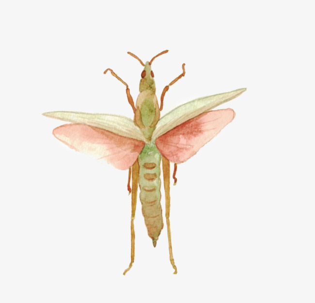 650x625 Watercolor Insects, Watercolor Clipart, Cartoon, Hand Painted Png - Watercolor Insects