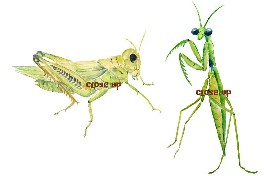 864x576 Watercolor Clipart Insects And Spider Instant Download, Ant - Watercolor Insects