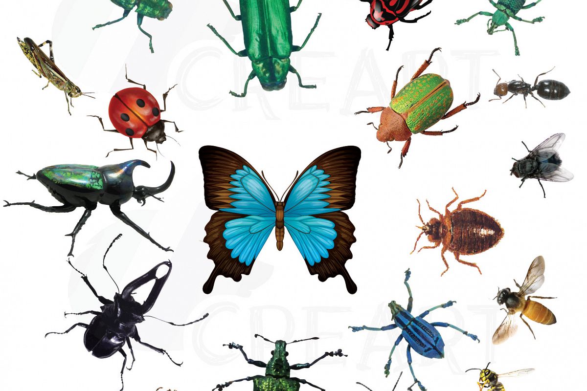 1200x800 Watercolor Insects And Bugs Clipart Pack, Vectors For Commercial - Watercolor Insects