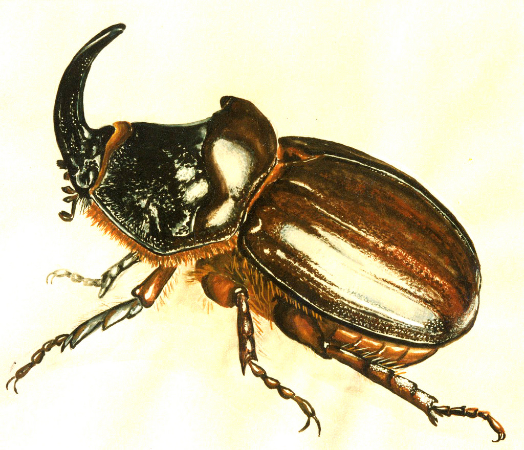 1024x880 Watercolor Insects - Watercolor Insects