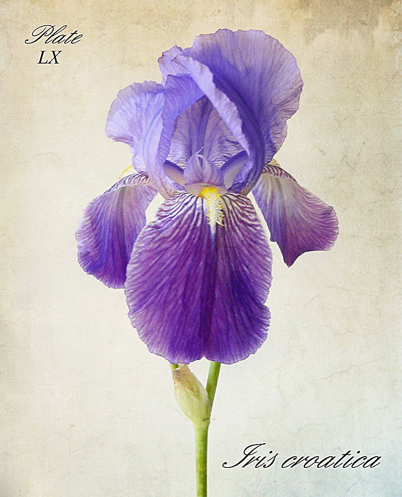 828x1024 Iris Croatica - Watercolor Iris Tattoo