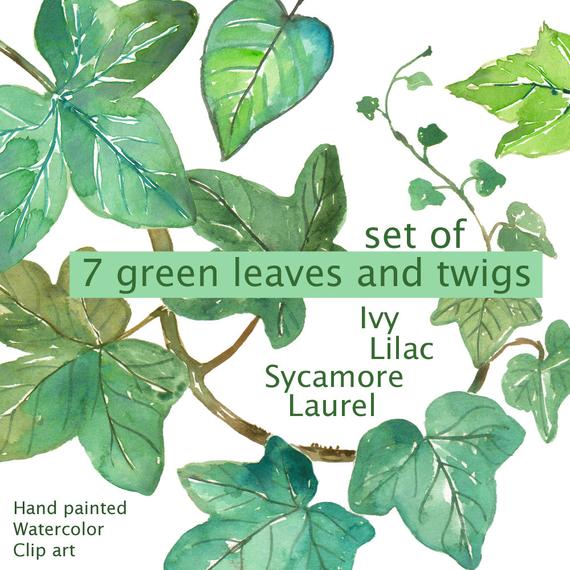 570x570 Ivy Leaves Sycamore Leaves Laurel Lilac Tree Leaf Leaves Etsy - Watercolor Ivy