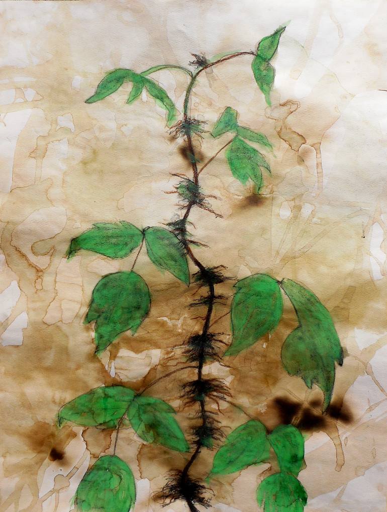 770x1018 Saatchi Art Poison Ivy Drawing By John Sokol - Watercolor Ivy