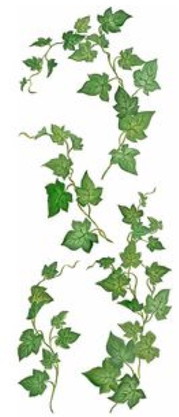 722x1674 The Ivy Basket Home Education Watercolor And Leaves - Watercolor Ivy