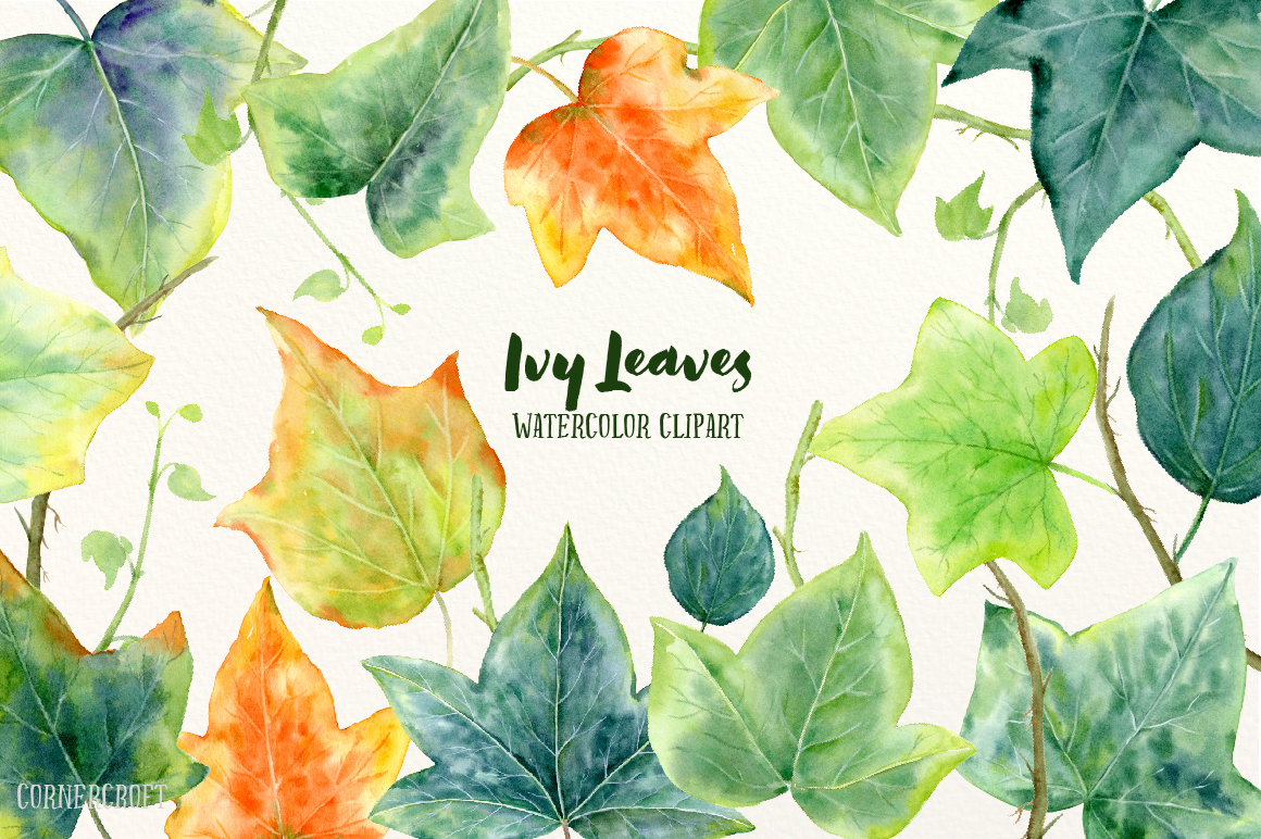 1160x772 Watercolor Ivy Leaf Illustration By Cornercroft - Watercolor Ivy