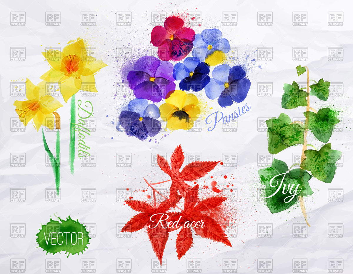 1200x932 Watercolor Flowers Set Daffodils, Pansies, Ivy, Red Acer Vector - Watercolor Ivy
