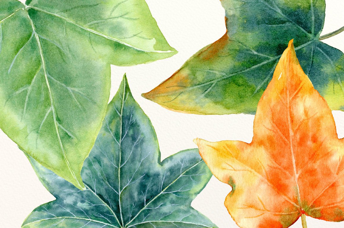 1159x769 Watercolor Ivy Leaves Illustration, Green Leaves For Instant - Watercolor Ivy