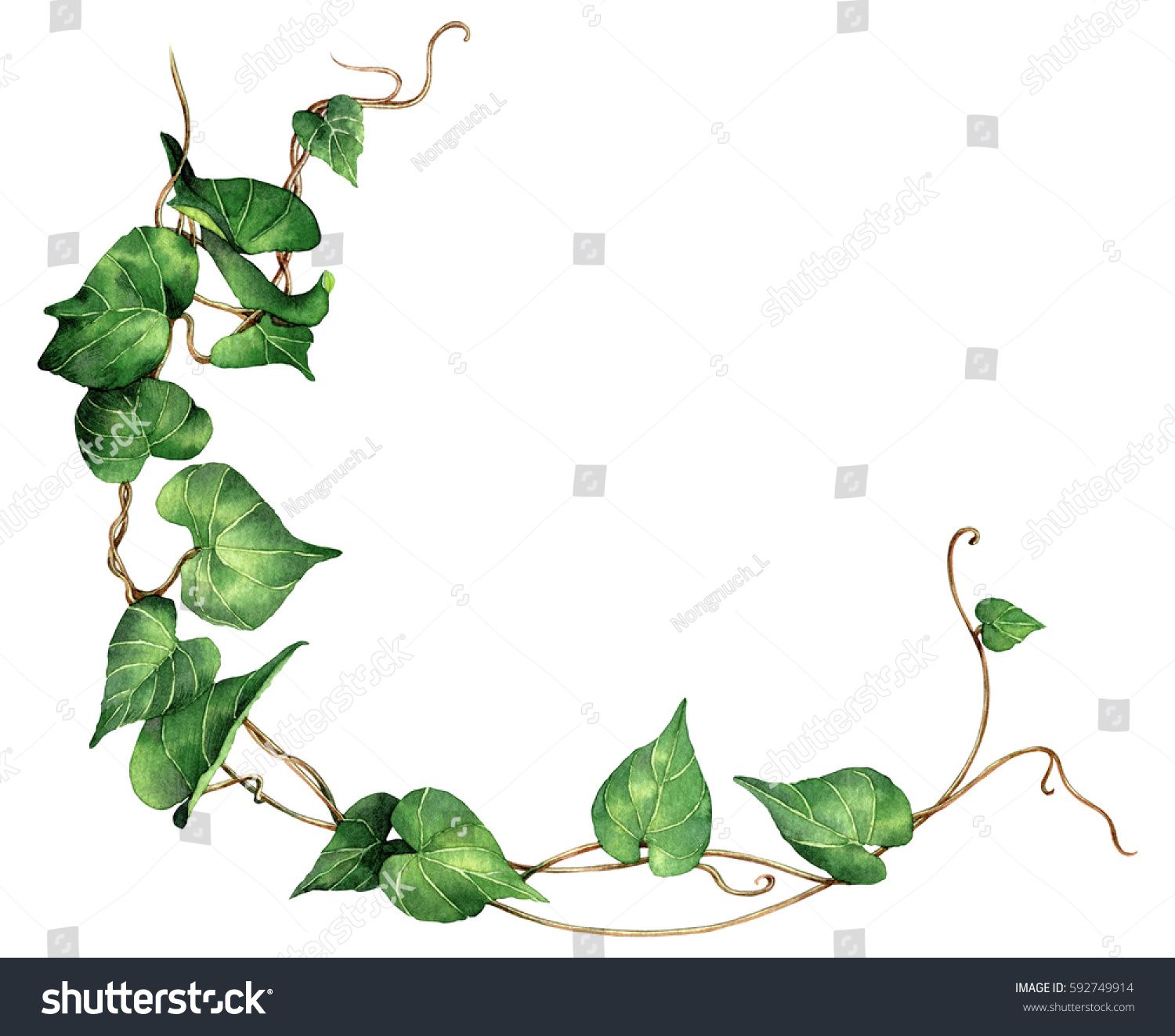 1500x1323 Watercolor Painting Green Leave Ivy Isolated On White Background - Watercolor Ivy