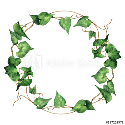 500x500 Watercolor Painting Ivy,green Leaves,palm Leaf Isolated On White - Watercolor Ivy