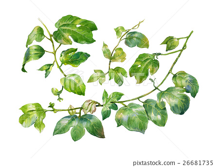 450x343 Watercolor Painting Of Leaves On White Background - Watercolor Ivy