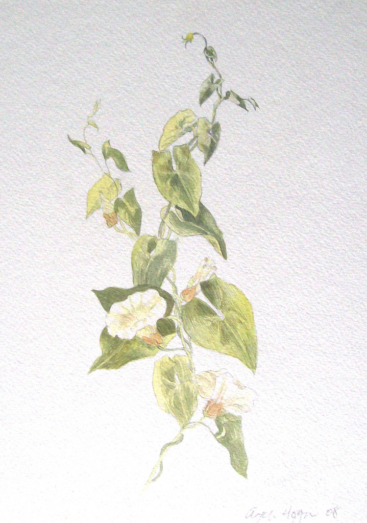 719x1024 Ivy - Watercolor Ivy