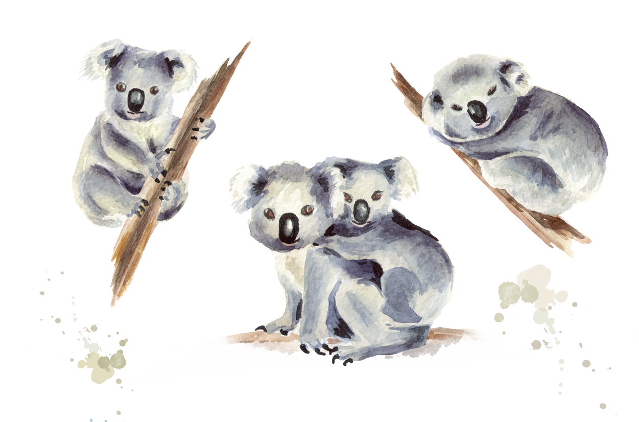 1251x826 Koala. Watercolor Collection - Watercolor Koala