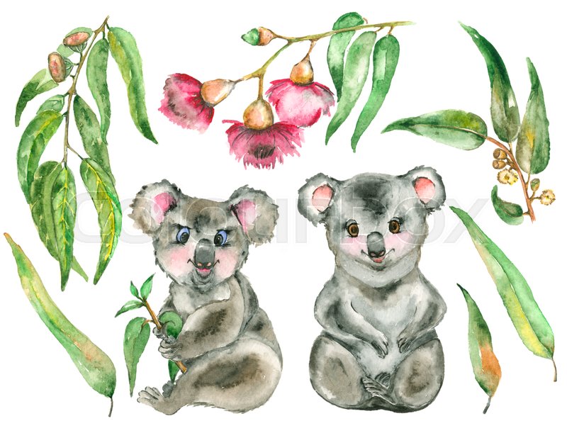 800x611 Watercolor Koala Set. Two Koala Bear And The Eucalyptus Branches - Watercolor Koala