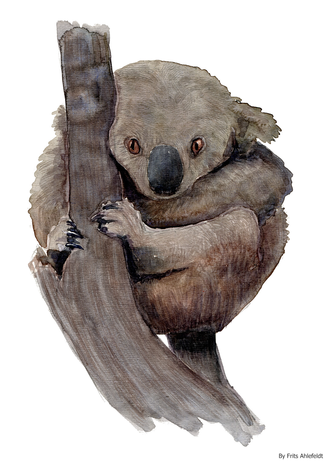 1065x1500 Watercolor Koala Bear The Hiking Artist Project By Frits Ahlefeldt - Watercolor Koala