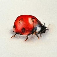 200x200 Ladybug Tattoo Designs - Watercolor Ladybug Tattoo